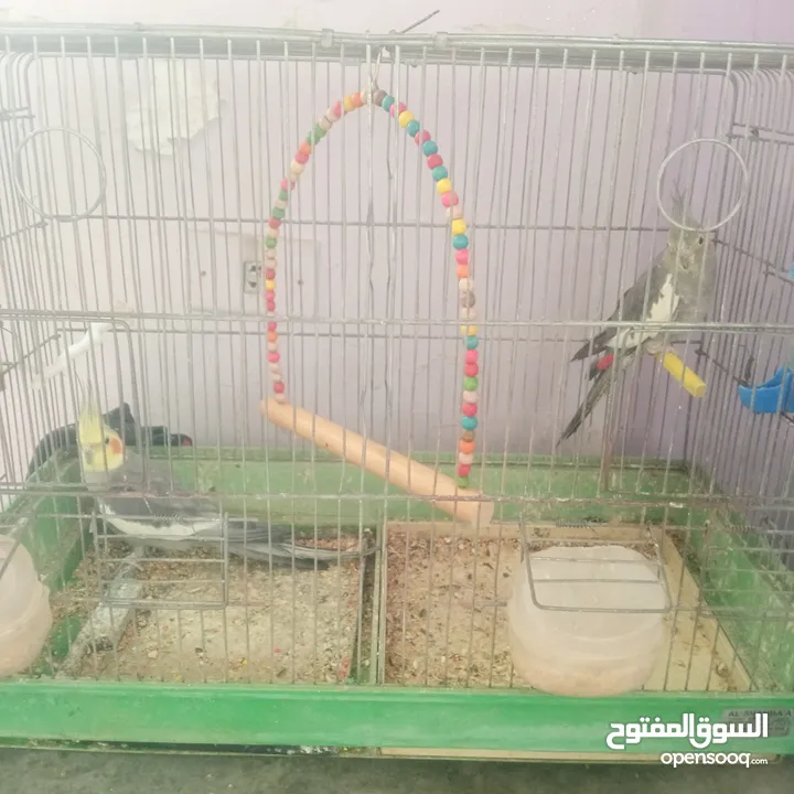 جوز طيور كوكتيل