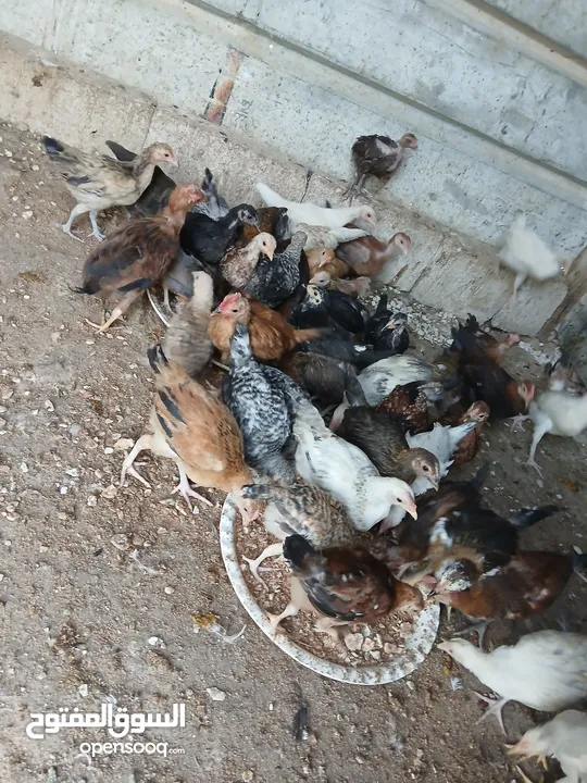 45 حبه بلديات فراخ ترقيد مش فقاسة وعلفهن شعير ونخاله حبات مقنوي صحه ونضافه صلاة النبي