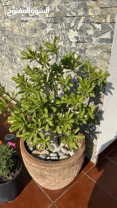 Plants with the stand and rabbit with solar light