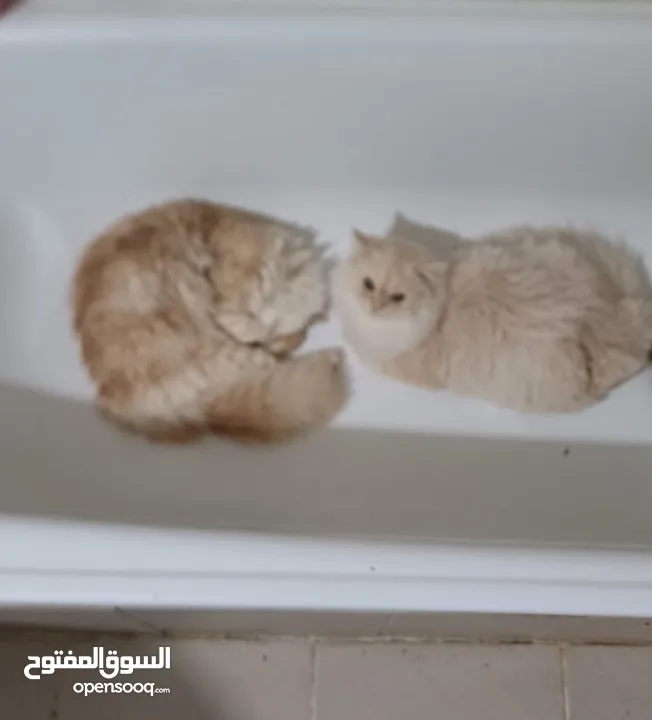 Two cats for sale  قطتان للبيع