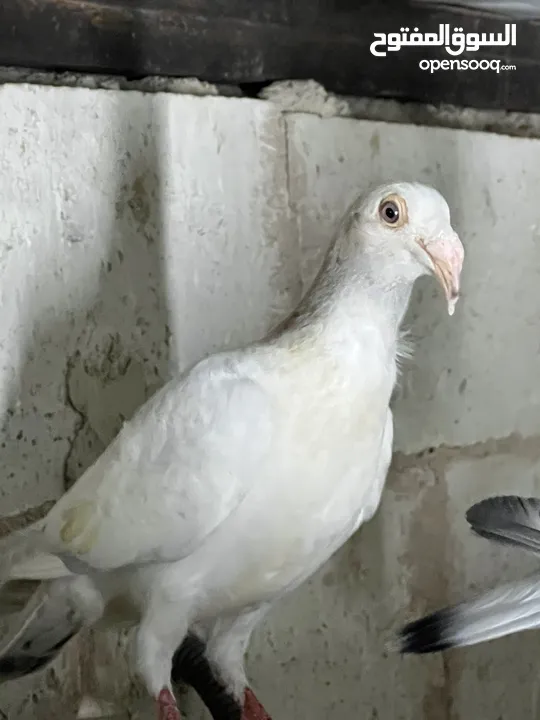 فراخ للبيع