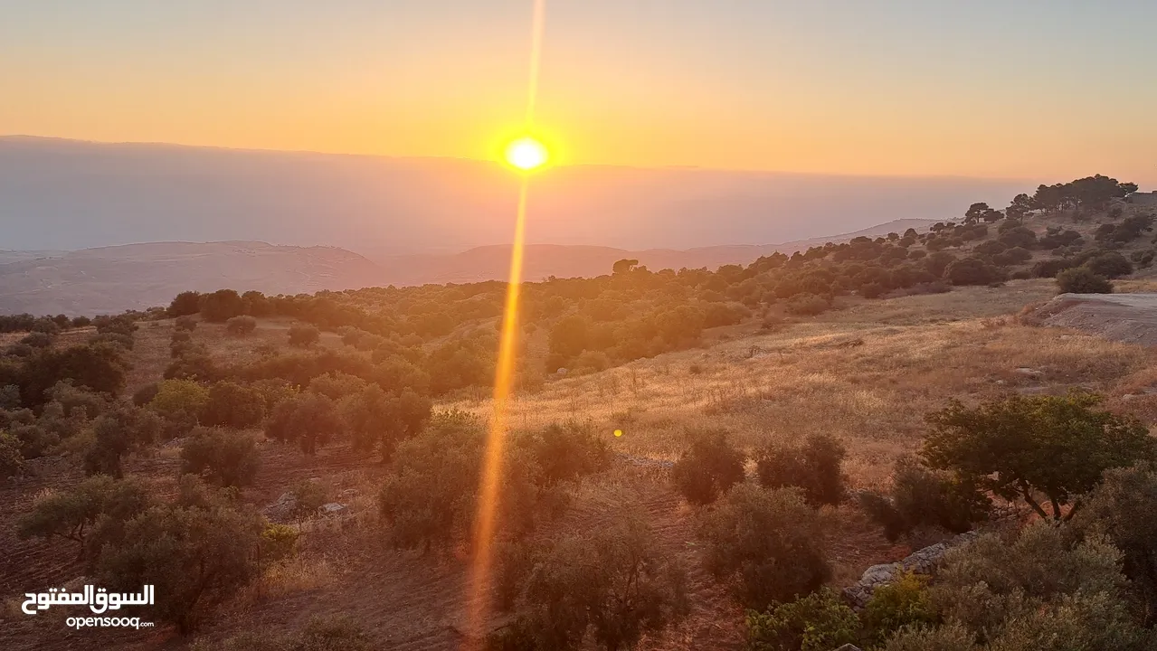 5.5 دونم مزرعة بالسلط باطلالة بانورما على فلسطين للبيع بسعر مغري قابل للتفاوض للجادين