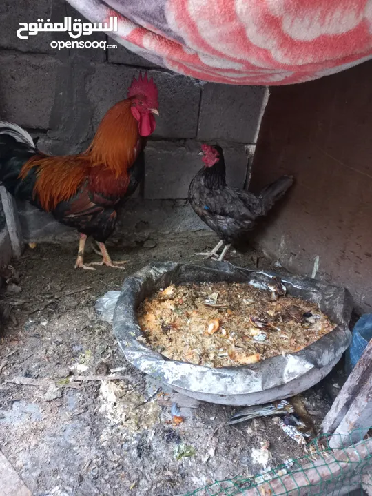 دجاج عرب ديج ودجاجه