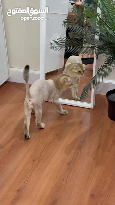 قطط سكوتش فولد  Scottish fold