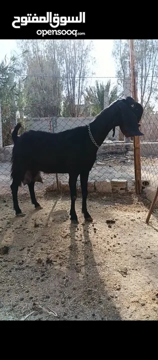 جدي شامي ابيض ابرص توب ثني حبتين على كل جال وثلث معزا مراح توب التوب مقنوي