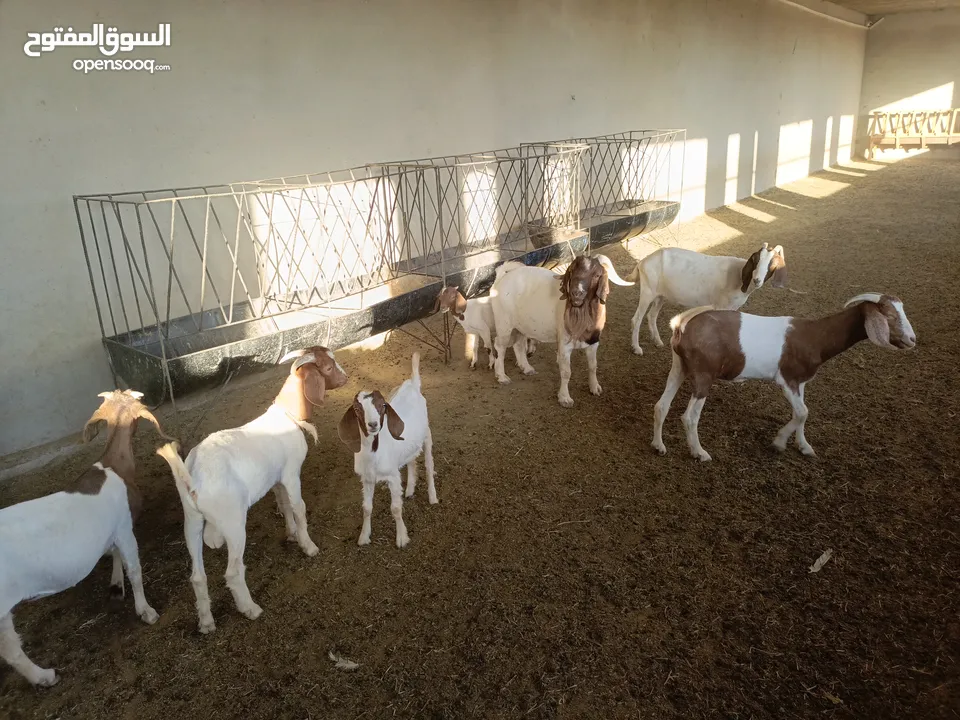 ماعز خليط موجود كمية