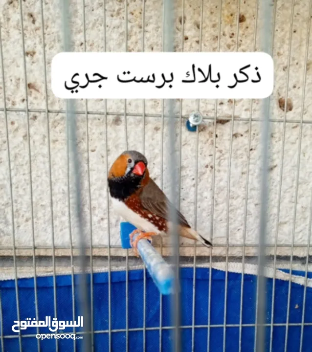 جوز وذكر جنة جامبو وذكر هوجو