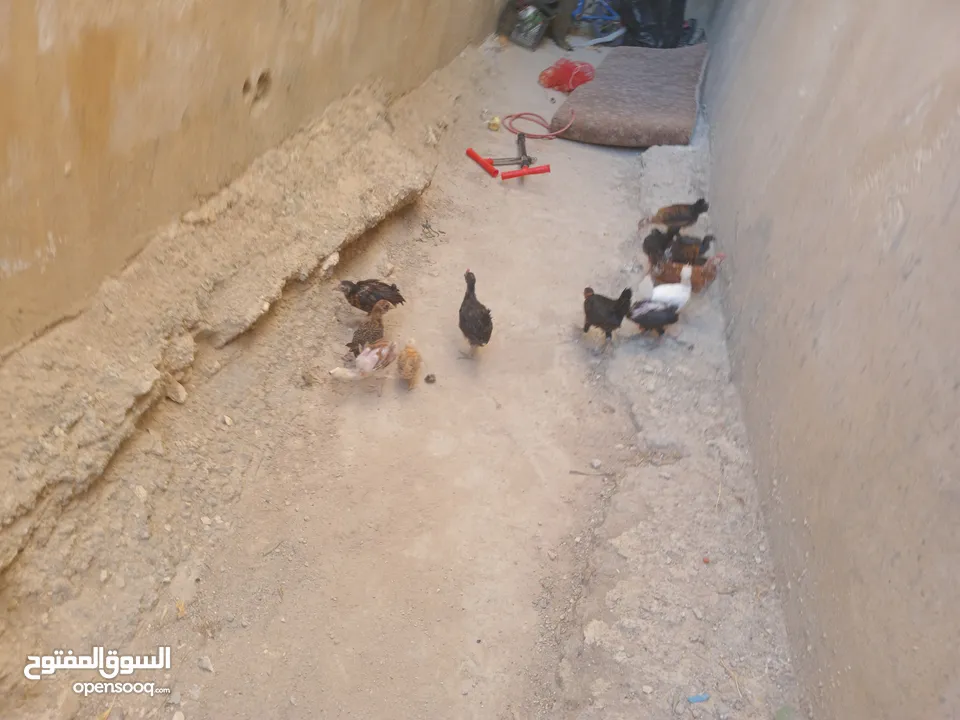 أرانب فرنسي عمر 3 الا 4شهور العدد 20 واحد اعور الكوم 4 ونقه بالجوز 10. 14 صوص 3 زاغر 12 كبار
