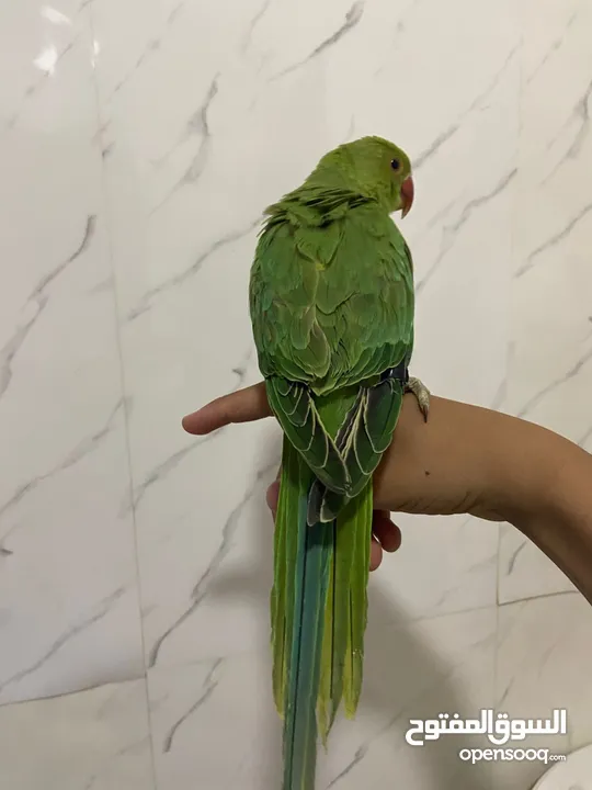 ببغاء الدره