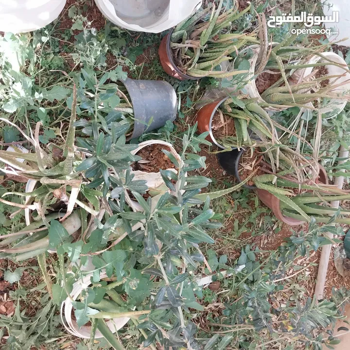 شجرة نخيل وعدد من أشتال صبار الألوفيرا خريبة السوق الجويدة الكيبو