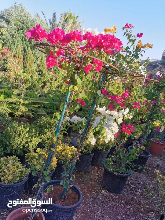 جميع أنواع الأشجار ( أشجار زينة - أشجار مثمرة )