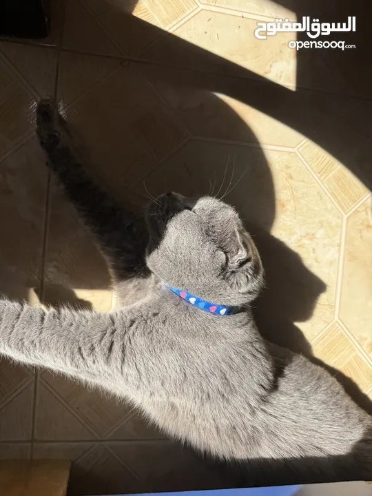 قط Scottish Fold للبيع بسعر مميز
