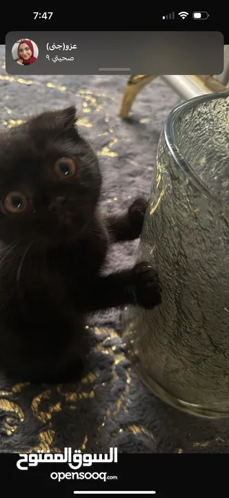 Female Scottish fold kitten