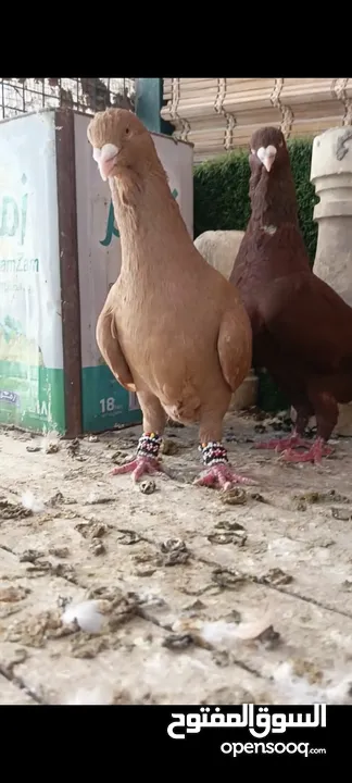 جواز وفردات كل اشي الو سعرو الاسعار بالوصف