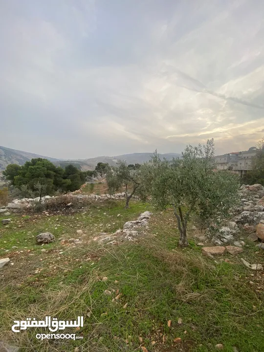 ارض للبيع نابلس_طلوزه