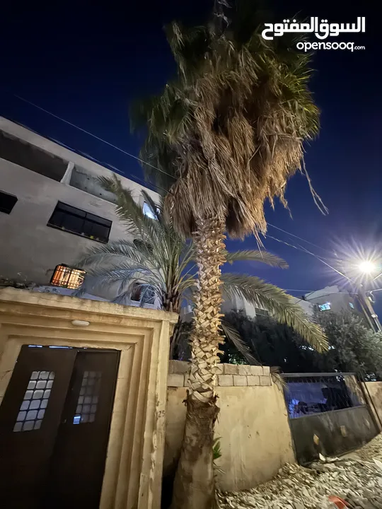شجرة نخيل للبيع