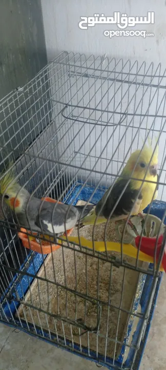 2ذكر كوكتيل جاهزات نظافه وصحه 2 جوز حب