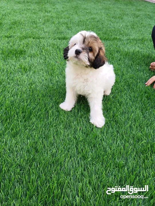 MALTEPOO PUPPY 2 MONTHS WITH PASSPORT AND VACCINATION.