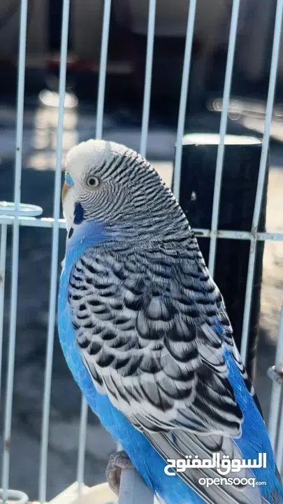 زوج طيور بادجي للبيع