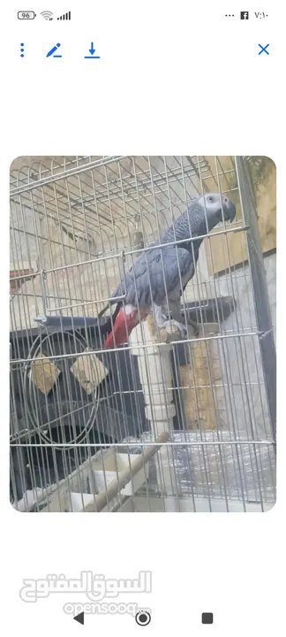 ببغاء كاسكو للبيع في سعر طري