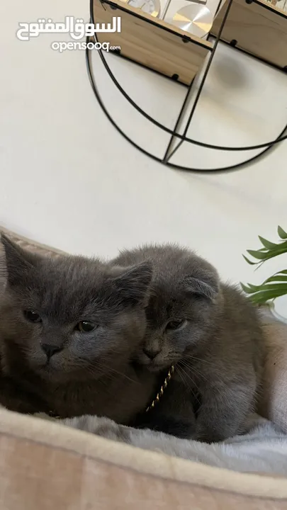 The Scottish Fold and Straight Blue are very high standard