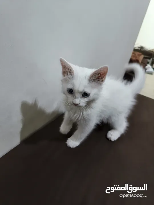 قط انثا حلوه لعوبه مكس غوره وشرازي   انثا عمرها 3شهور