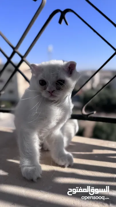 قطط سكوتش فولد مكس للبيع بسعر رمزي