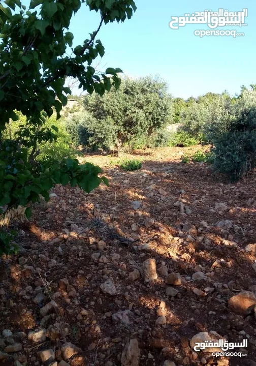 أرض استثماريه مميزه بجبال عجلون السياحيه