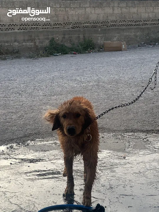 كلب جولدن ريتريفر ..بيور و اليف جداا و لعوب
