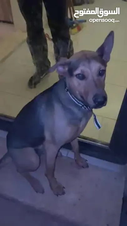 كلب (Doberman Shepherd اقرأ وصف