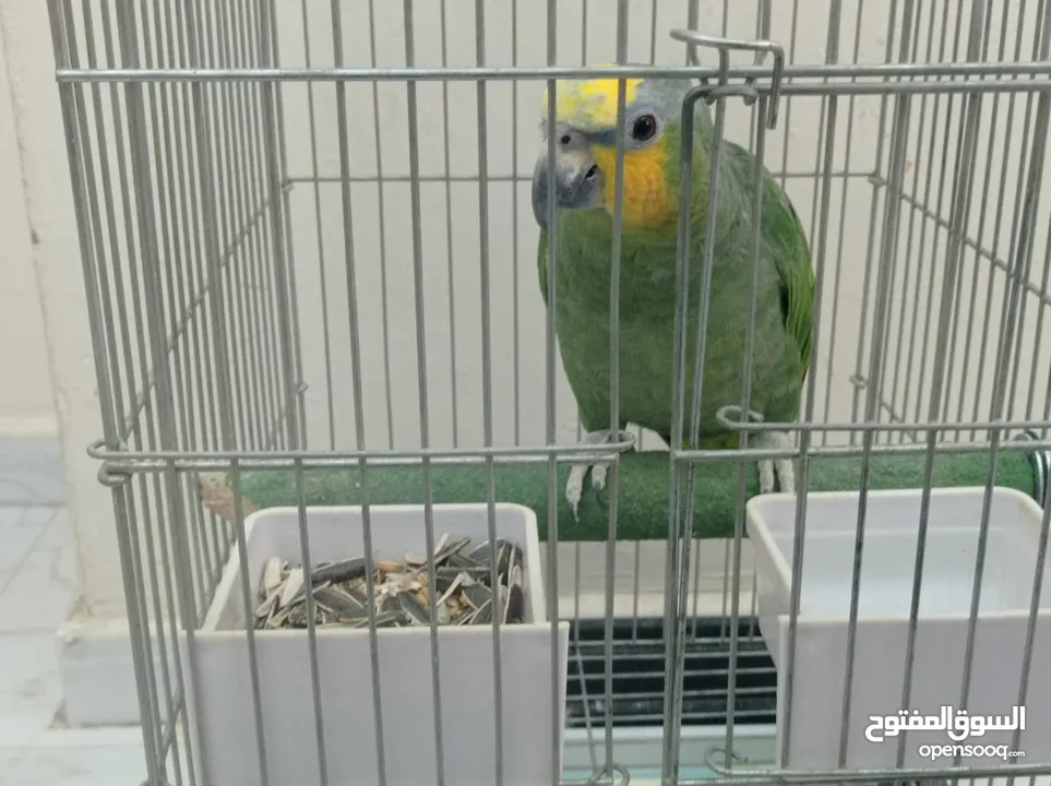 ببغاء امزوني حبه جانبو متكلم اليف ريش كامل.للبيع قابل البدل على طيور