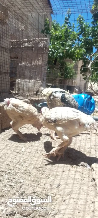 موجود دجاجتين فرنسيات وديك للبيع او للبدل على خمس دجاجات بلديات