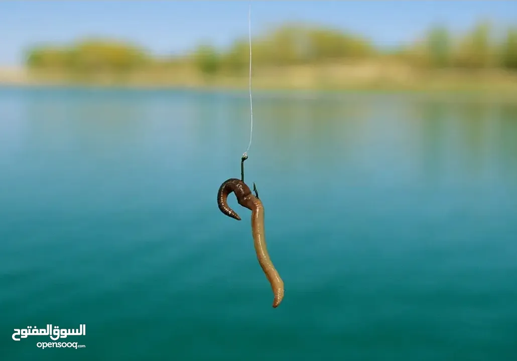دود الكومبوست /دود الفيرمي vermi worm/(Red weggler)