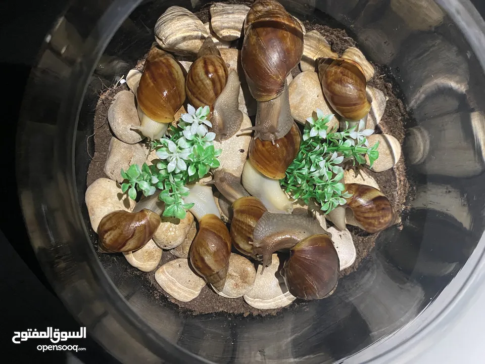حلزون افريقي(البينو) تايغر ونورمال  بعمر السنة قادر على انتاج البيض وبعمر التسع أشهر