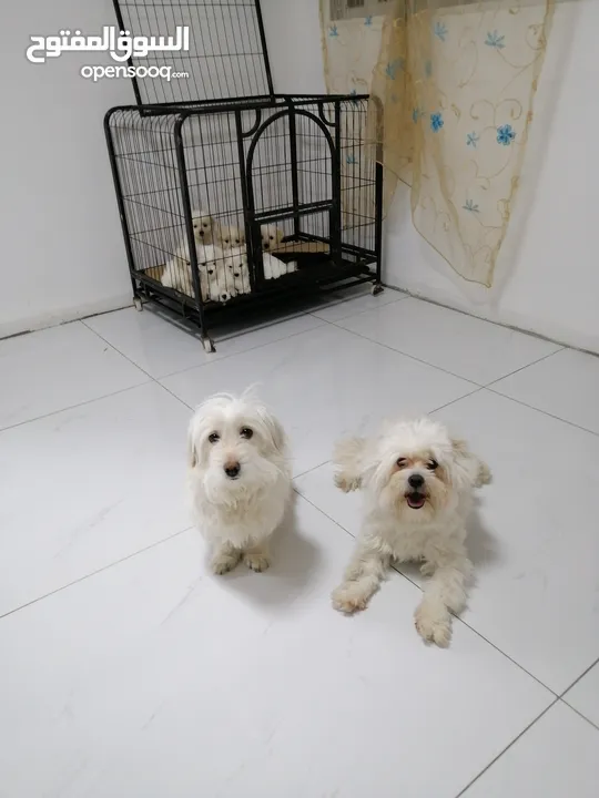 ذكر وانثى  فرنش تيرير عمر شهرين الأنثى والذكر سنتين puppy 2-months - French Terrier female & boy