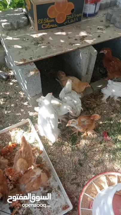 دجاج و صيصان البراهما العملاق