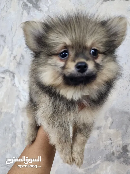 Mini Pomeranian puppies