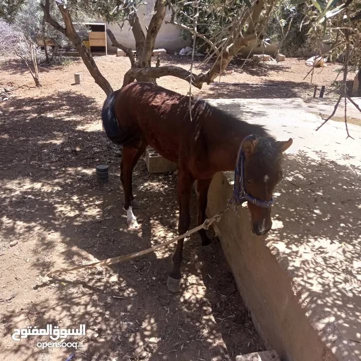 فرس مع مهر للبيع