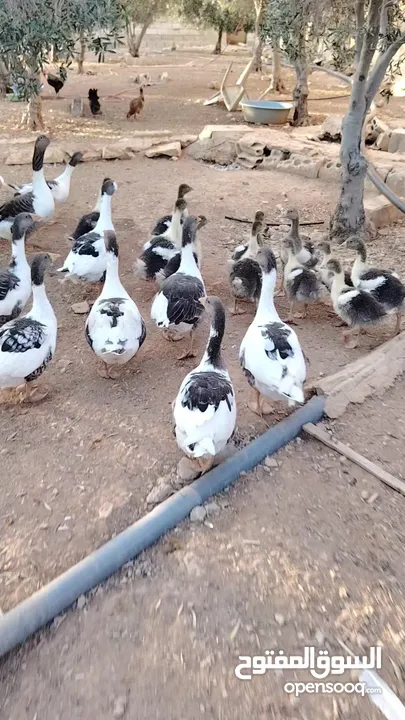 وز بط حبش للبيع