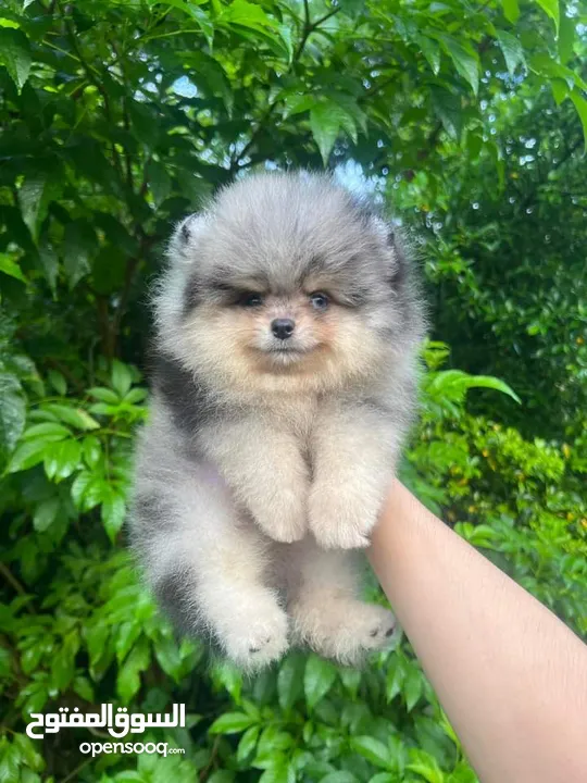 Pomeranian   Samoyed    Giant Malamute
