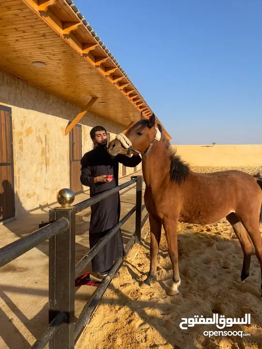 مهرة عربية أصيلة مسجلة - دماء مميزة -مهرة مميزة الها مستقبل