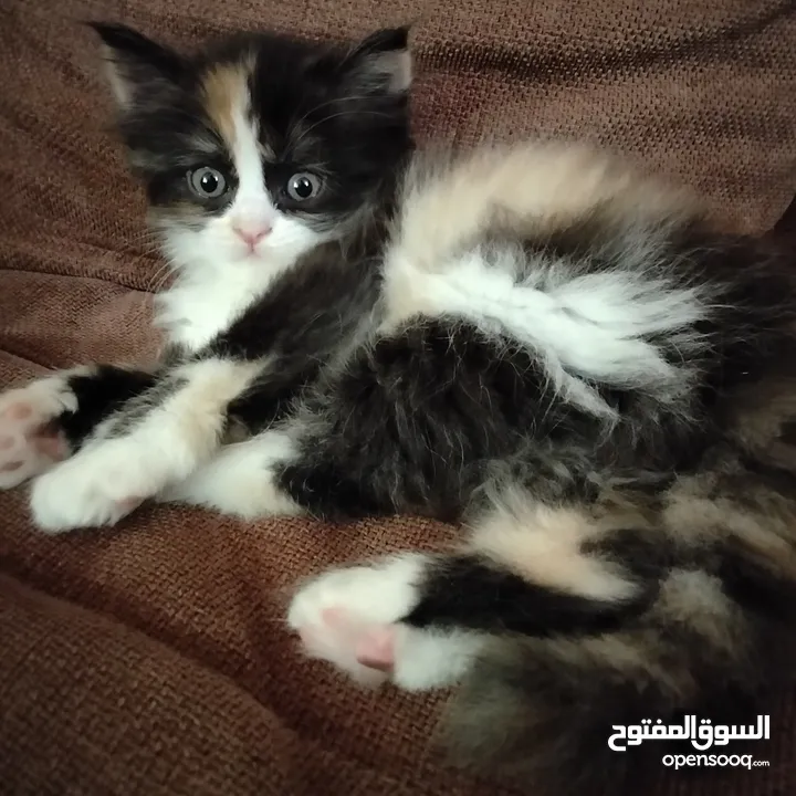 6 قطط للبيع الام وأطفالها عمر الام سنه وشهرين والأطفال شهر ونصف