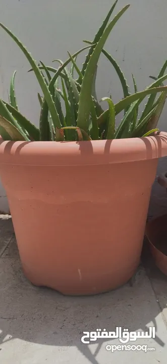 Plant Pot with Aloe Vera plant