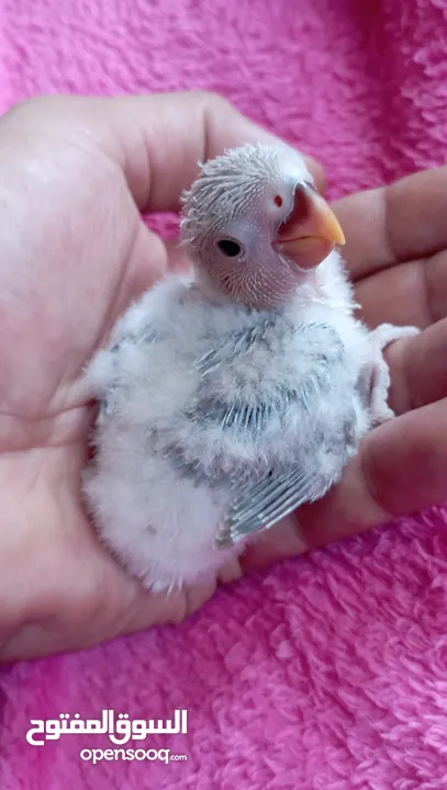طيره كنار مقنبره عمر سنه بكريه