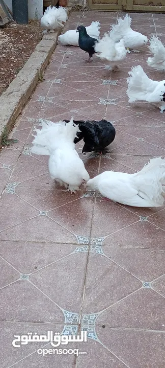 حمام هزاز للبيع