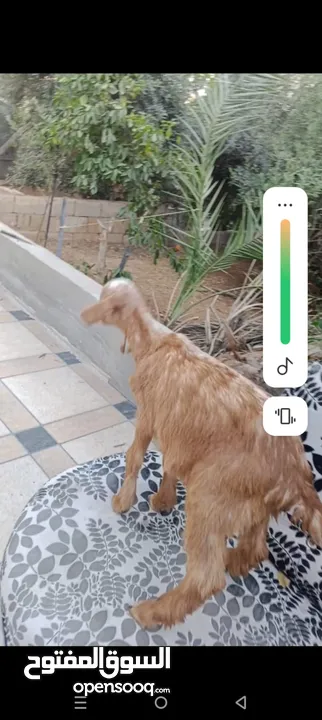 بسم الله ماشاء الله سخلات شاميات مميزات