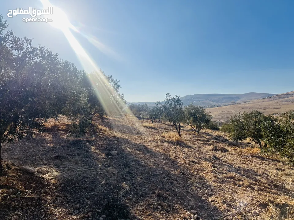 بسم الله الرحمن الرحيم  ارض للبيع في صروت مساحه 3531م3 جميع الخدمات ثاني قطعه عن شارع الرئيسي