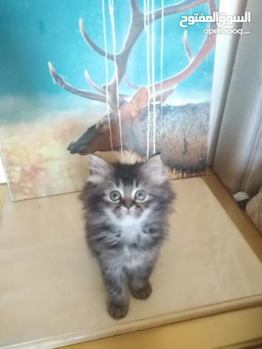 Britch/Scottch cat.. 2 months old
