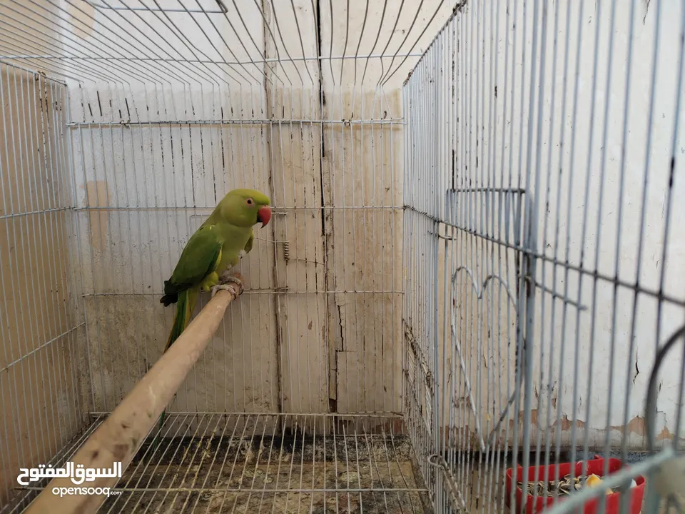 طيرة درة ام فراخ اقرأ الوصف، كوكتيل فيشر حب جنة كنار كاسكو جوز انتاج فراخ كنيور عصفور كويكر جرين شيك