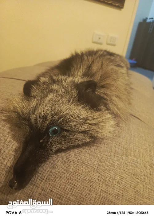 فروه silver fox